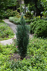 Pinpoint Blue Lawson Falsecypress (Chamaecyparis lawsoniana 'SMNCLBF') at Lakeshore Garden Centres