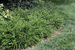 Box Honeysuckle (Lonicera nitida) at Lakeshore Garden Centres