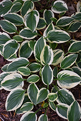 Thumbelina Hosta (Hosta 'Thumbelina') at Lakeshore Garden Centres