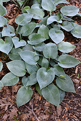 Blue Moon Hosta (Hosta 'Blue Moon') at Lakeshore Garden Centres