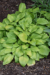 Sea Yellow Sunrise Hosta (Hosta 'Sea Yellow Sunrise') at Lakeshore Garden Centres