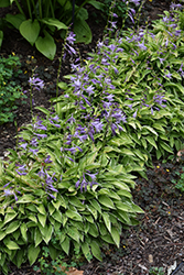 Sunny Mouse Ears Hosta (Hosta 'Sunny Mouse Ears') at Lakeshore Garden Centres
