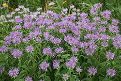 Wild Beebalm (Monarda fistulosa) at Lakeshore Garden Centres
