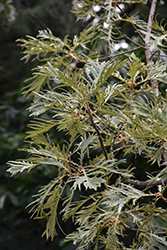 Cutleaf Japanese Emperor Oak (Quercus dentata 'Pinnatifida') at Lakeshore Garden Centres