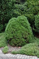 Moseri Scotch Pine (Pinus sylvestris 'Moseri') at Lakeshore Garden Centres