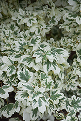 Carnival Hedge Maple (Acer campestre 'Carnival') at Lakeshore Garden Centres