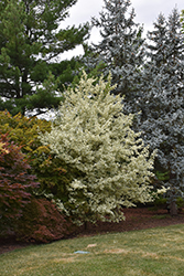 Carnival Hedge Maple (Acer campestre 'Carnival') at Lakeshore Garden Centres