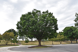 Japanese Zelkova (Zelkova serrata) at Lakeshore Garden Centres