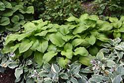 Guacamole Hosta (Hosta 'Guacamole') at Lakeshore Garden Centres