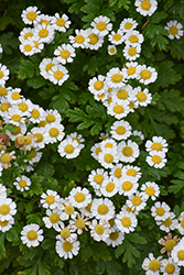Feverfew (Tanacetum parthenium) at Lakeshore Garden Centres