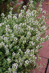 Common Thyme (Thymus vulgaris) at Lakeshore Garden Centres