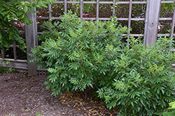 Shining Sumac (Rhus copallinum) at Lakeshore Garden Centres