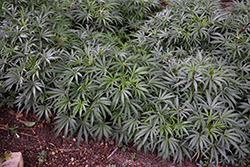 Stinking Hellebore (Helleborus foetidus) at Lakeshore Garden Centres