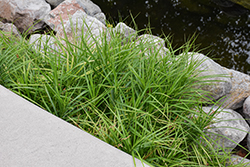 Palm Sedge (Carex muskingumensis) at Lakeshore Garden Centres