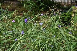 Ohio Spiderwort (Tradescantia ohiensis) at Lakeshore Garden Centres
