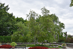 Yellow Birch (Betula allegheniensis) at Lakeshore Garden Centres