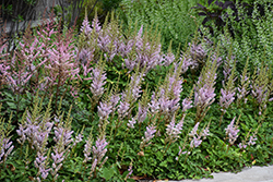 Dwarf Chinese Astilbe (Astilbe chinensis 'Pumila') at Lakeshore Garden Centres