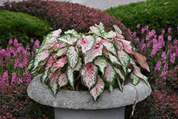 Heart to Heart Heart and Soul Caladium (Caladium 'Heart And Soul') at Lakeshore Garden Centres