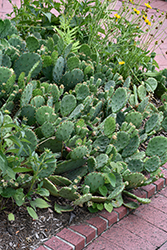 Engelmann's Prickly Pear Cactus (Opuntia engelmannii) at Lakeshore Garden Centres