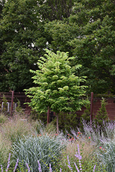 Prairie Pride Common Hackberry (Celtis occidentalis 'Prairie Pride') at Lakeshore Garden Centres