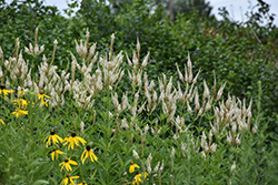 Culver's Root (Veronicastrum virginicum) at Lakeshore Garden Centres