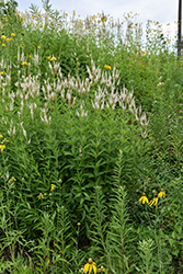 Culver's Root (Veronicastrum virginicum) at Lakeshore Garden Centres