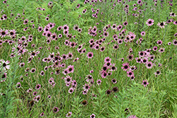 Tennessee Coneflower (Echinacea tennesseensis) at Lakeshore Garden Centres