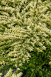 Thunderbolt Box Honeysuckle (Lonicera nitida 'Golden Glow') at Lakeshore Garden Centres