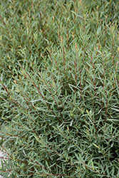 Dwarf Arctic Willow (Salix purpurea 'Nana') at Lakeshore Garden Centres