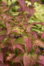 Firefly Diervilla (Diervilla 'Bokofire') at Lakeshore Garden Centres
