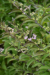 Purple Pride Beautyberry (Callicarpa dichotoma 'Issai') at Lakeshore Garden Centres