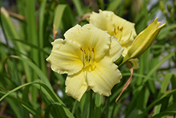 Fragrant Returns Daylily (Hemerocallis 'Fragrant Returns') at Lakeshore Garden Centres