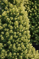 Rainbow's End Spruce (Picea glauca 'Rainbow's End') at Lakeshore Garden Centres