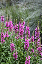 Morden's Gleam Loosestrife (Lythrum virgatum 'Morden's Gleam') at Lakeshore Garden Centres