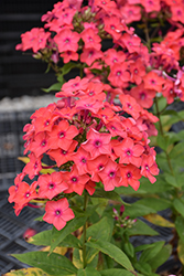 Flame Coral Garden Phlox (Phlox paniculata 'Barsixtytwo') at Lakeshore Garden Centres