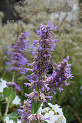 Blue Boa Hyssop (Agastache 'Blue Boa') at Lakeshore Garden Centres