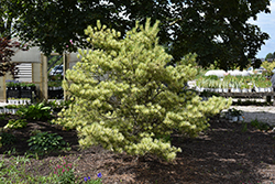 Dragon's Eye Japanese Red Pine (Pinus densiflora 'Oculus Draconis') at Lakeshore Garden Centres
