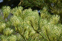Dragon's Eye Japanese Red Pine (Pinus densiflora 'Oculus Draconis') at Lakeshore Garden Centres