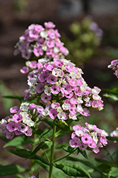 Orchid Yellow Garden Phlox (Phlox paniculata 'Orchid Yellow') at Lakeshore Garden Centres