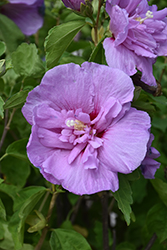Lavender Chiffon Rose Of Sharon (Hibiscus syriacus 'Notwoodone') at Lakeshore Garden Centres
