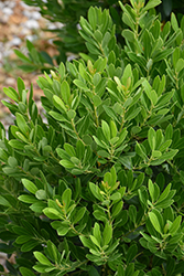 Nordic Inkberry Holly (Ilex glabra 'Nordic') at Lakeshore Garden Centres