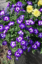 Supertunia Tiara Blue Petunia (Petunia 'INPETTIABL') at Lakeshore Garden Centres