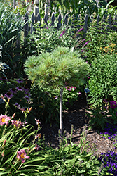 Blue Shag (tree form) White Pine (Pinus strobus 'Blue Shag (tree form)') at Lakeshore Garden Centres