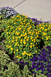 Jackpot Gold Melampodium (Melampodium 'Jackpot Gold') at Lakeshore Garden Centres