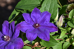 Elsa Spath Clematis (Clematis 'Elsa Spath') at Lakeshore Garden Centres