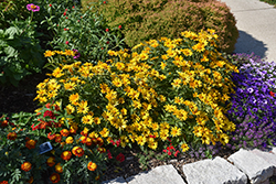 Sunstruck False Sunflower (Heliopsis helianthoides 'Sunstruck') at Lakeshore Garden Centres