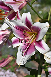 Silk Road Lily (Lilium 'Silk Road') at Lakeshore Garden Centres