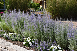 Denim 'n Lace Russian Sage (Perovskia atriplicifolia 'Denim 'n Lace') at Lakeshore Garden Centres