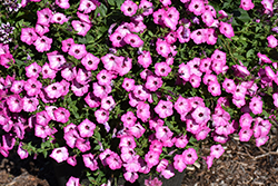 Supertunia Mini Vista Plum Veined Petunia (Petunia 'WGPETSMVPV25') at Lakeshore Garden Centres