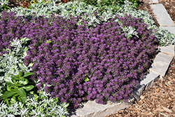 Stream Purple Sweet Alyssum (Lobularia maritima 'Stream Purple') at Lakeshore Garden Centres